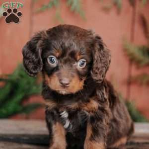 Sophia, Cavapoo Puppy